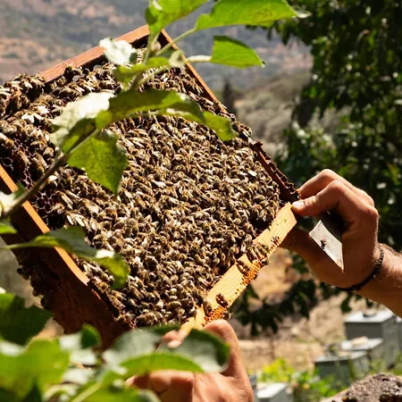 μικρά αγγλία Ξενοδοχείο Άνδρος